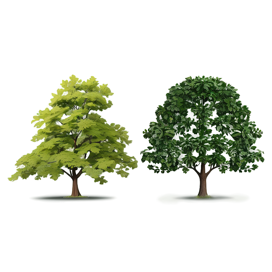 Deciduous Tree Elevation Png Elk77