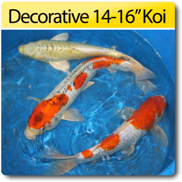 Decorative Koi Fish1416 Inches