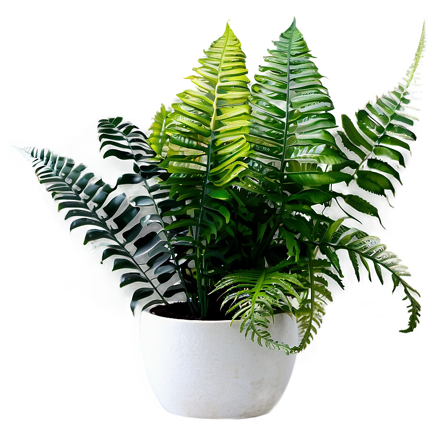 Decorative Potted Ferns PNG 06122024 PNG image with a transparent background, free high-resolution download