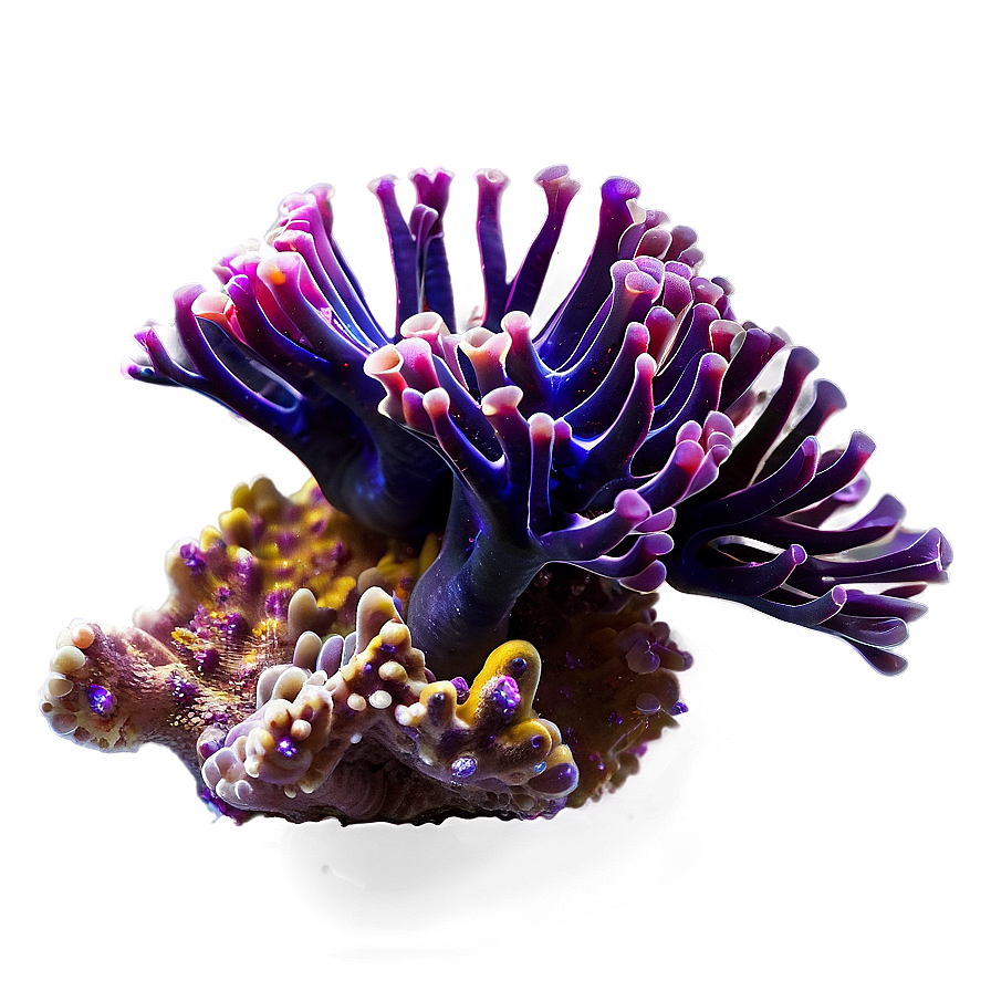 Deep Sea Coral PNG 05242024 PNG with transparent background