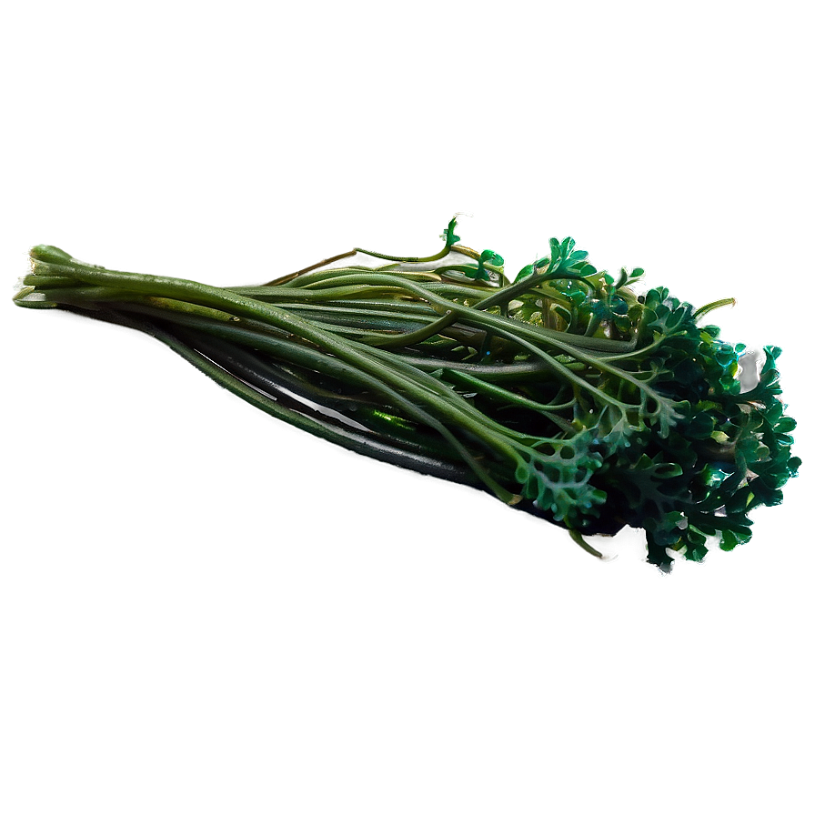 Deep Sea Seaweed Png 62