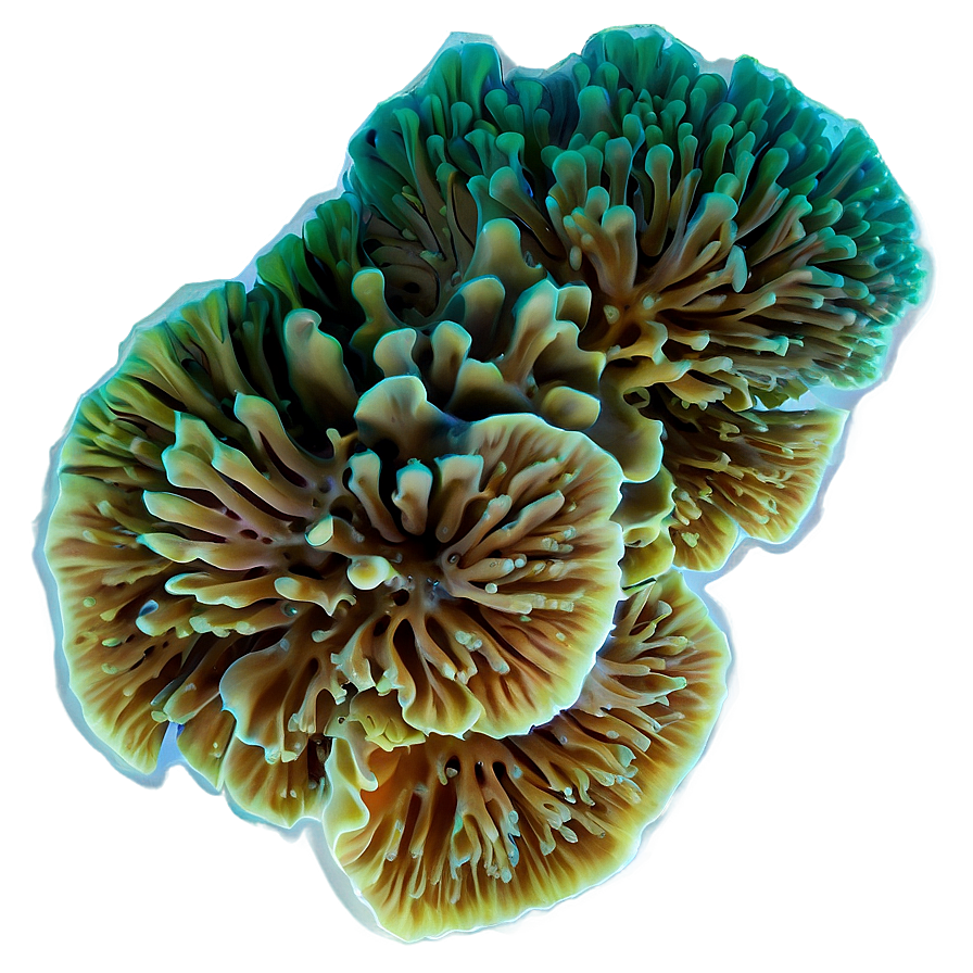 Deepwater Coral Mystery Png Bvr