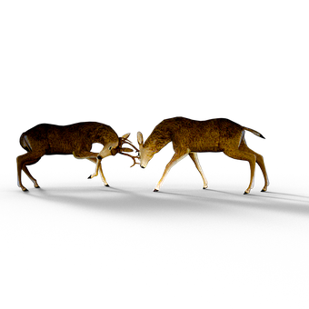 Deer Antler Confrontationin Darkness