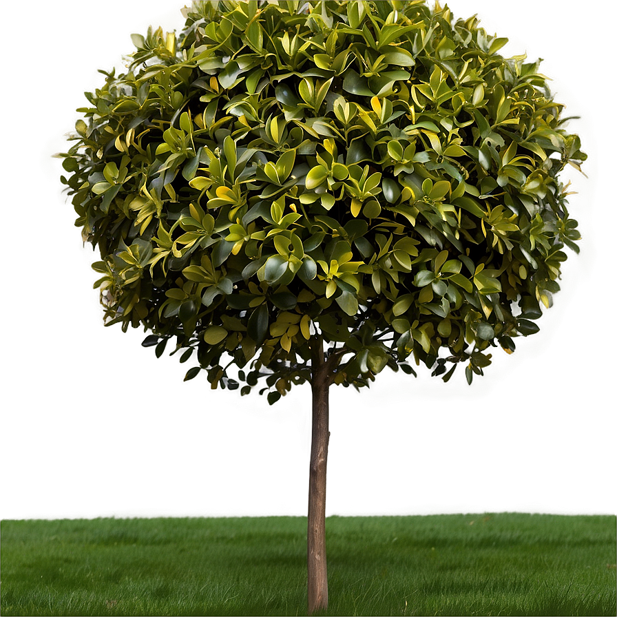 Deer Resistant Shrubs PNG 06122024 PNG image with a transparent background, free high-resolution download