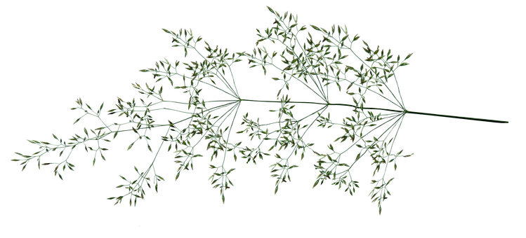 Delicate Grass Silhouette Against Black PNG with transparent background