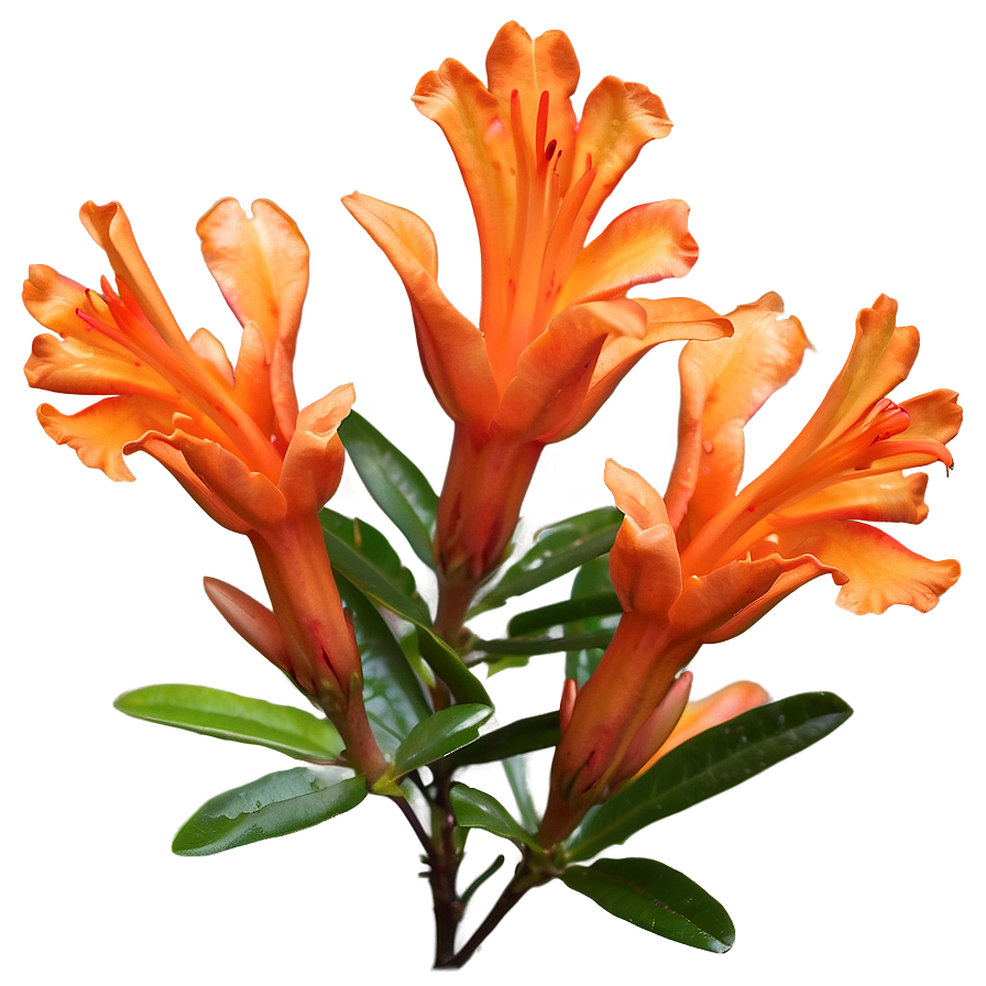 Delicate Orange Azalea Png 06122024