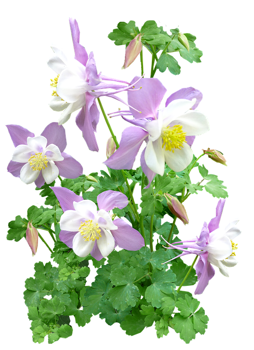 Delicate Pink Columbine Flowers