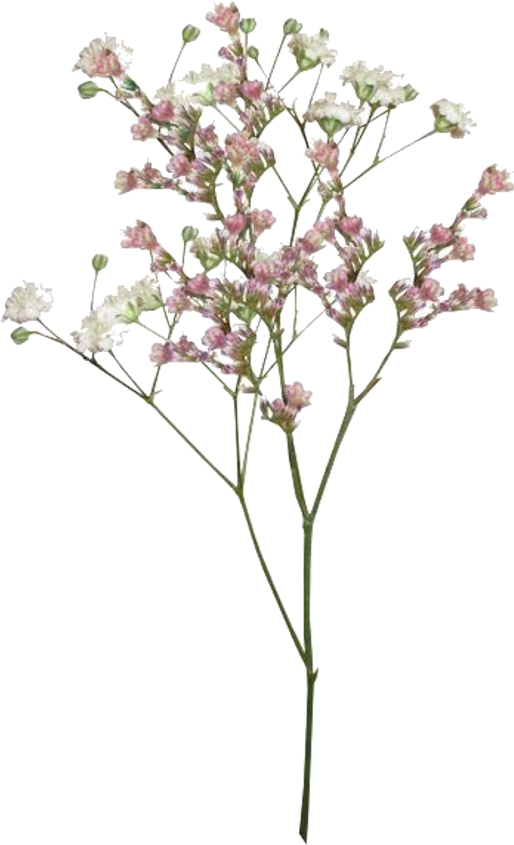 Delicate Pink Flowers Transparent Background