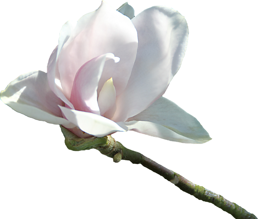 Delicate Pink Magnolia Bloom.png