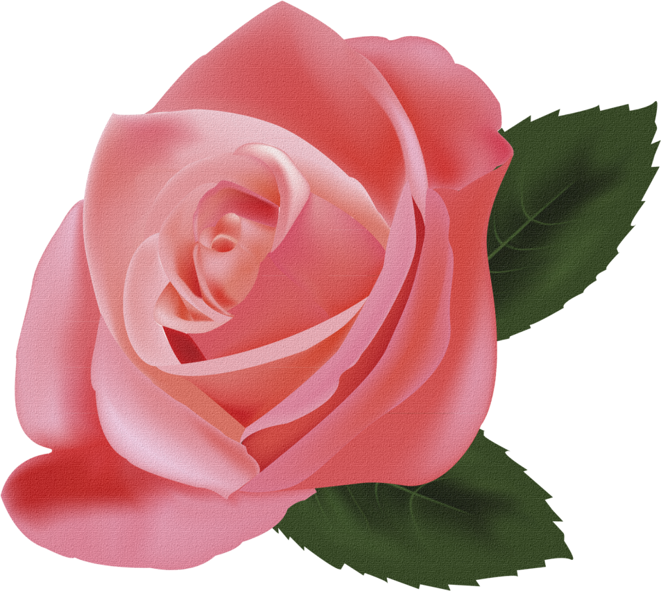 Delicate Pink Rose Graphic