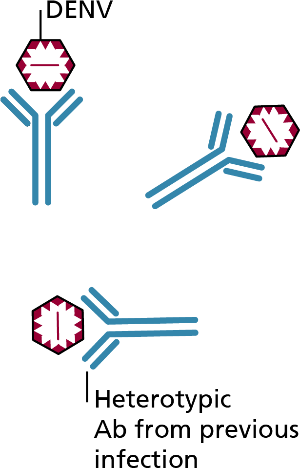 Dengue Virus Antibody Interaction