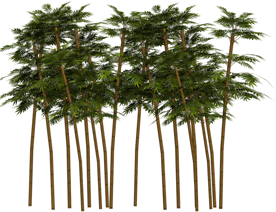 Bamboo Tree Png - Real Bamboo Tree Png, Transparent Png PNG with transparent background