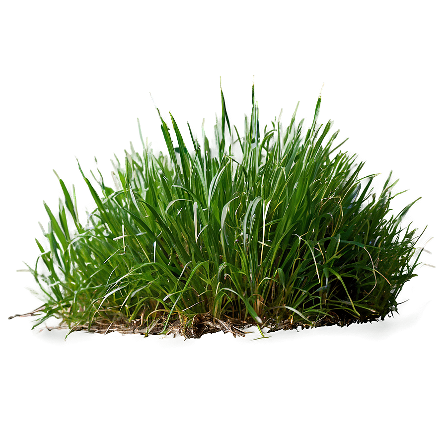 Dense Green Grass Png 73