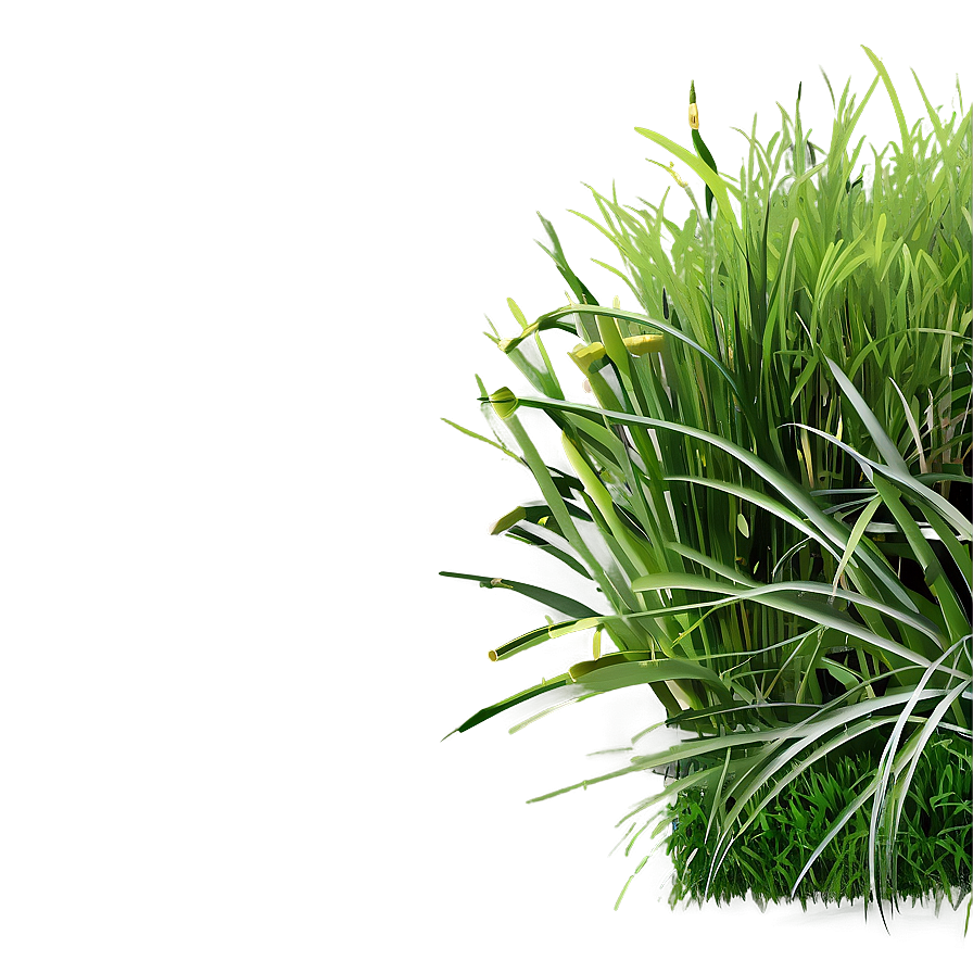 Dense Green Grass Png Wps