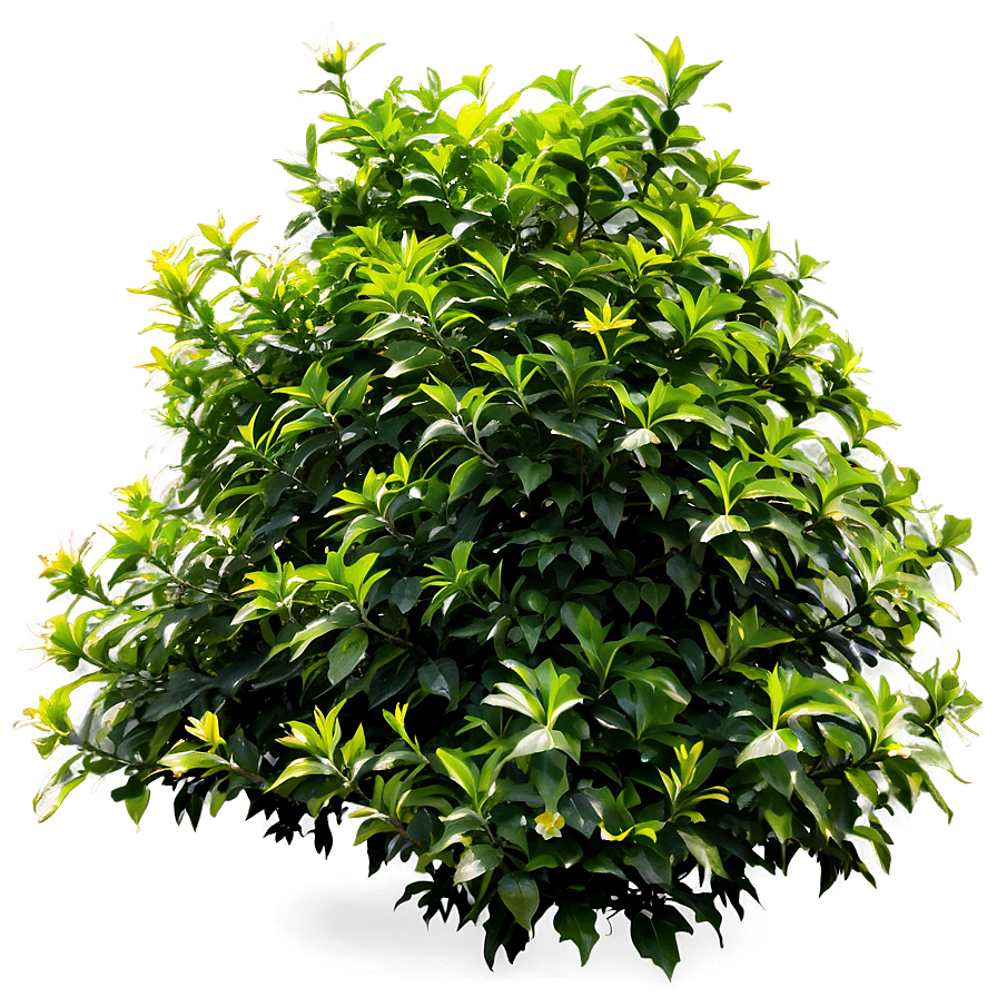 Dense Shrub Png 05252024