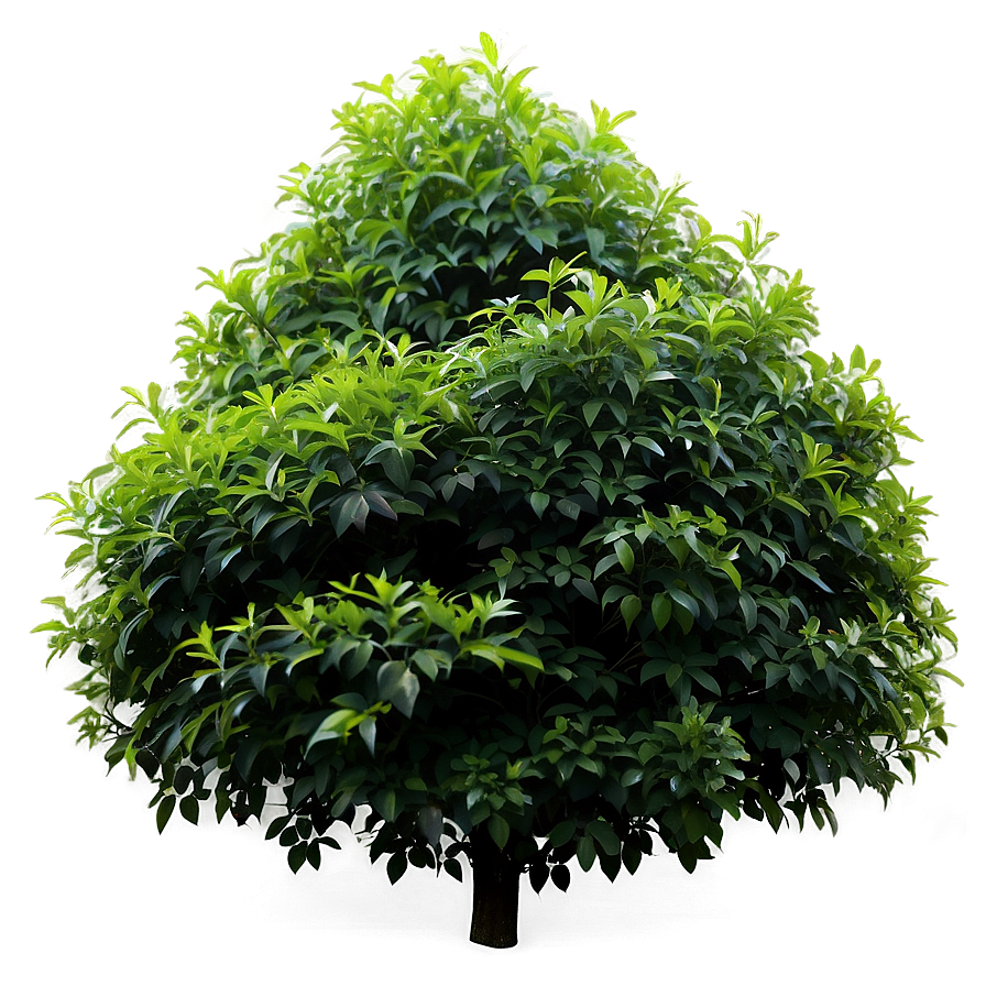 Dense Shrub Png Qur