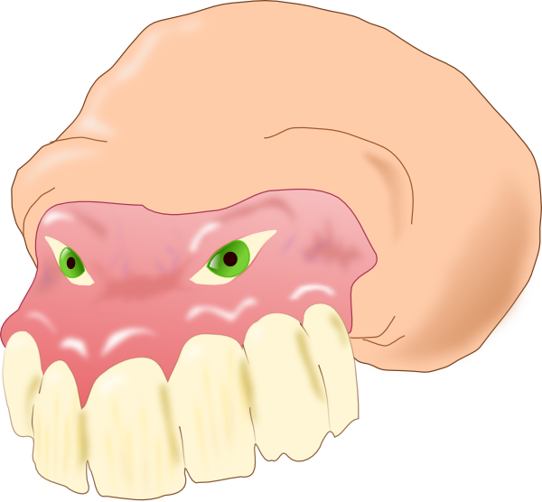 Dental_ Anatomy_ Illustration_ Upper_ Gums_and_ Teeth.png