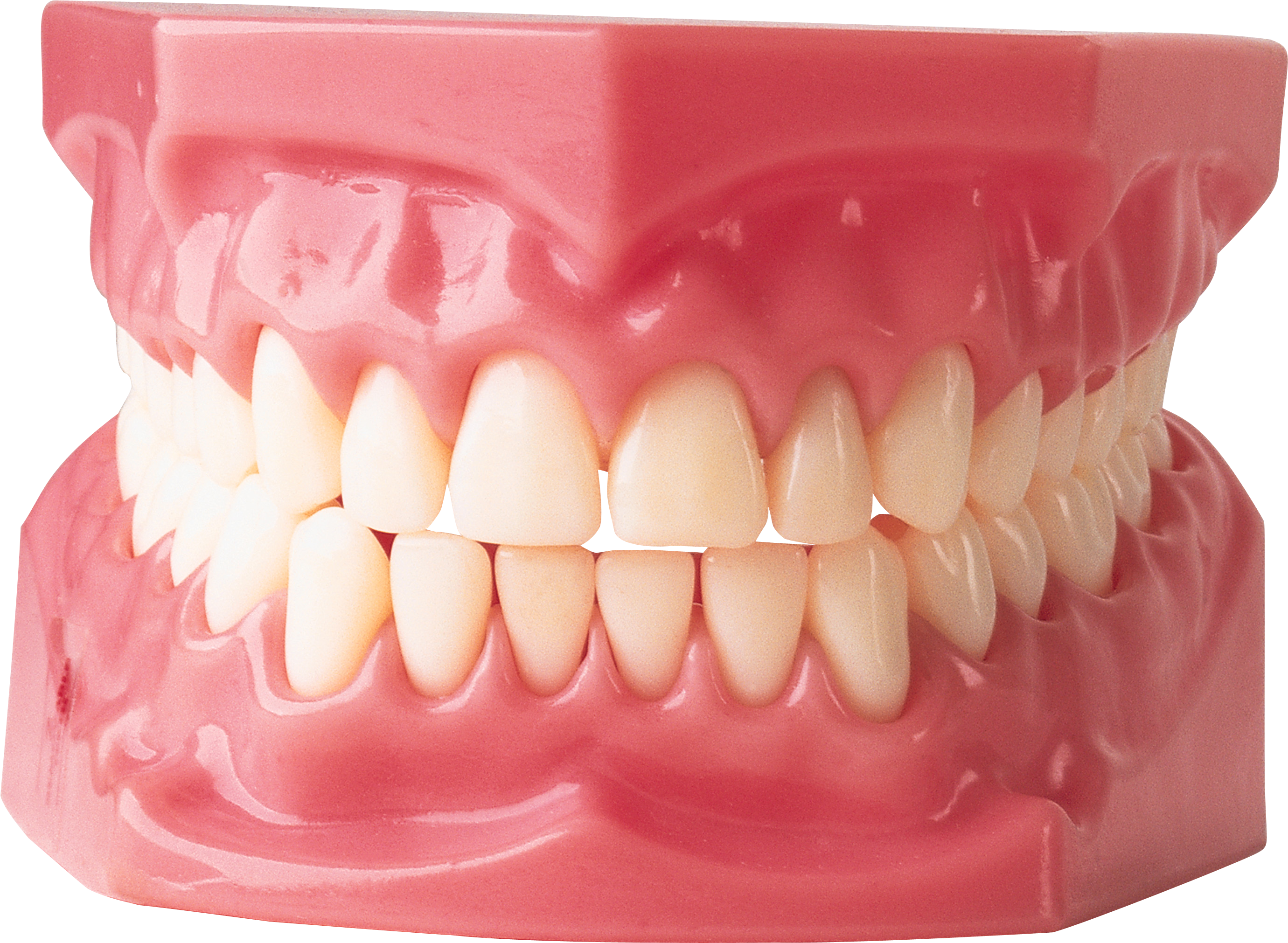 Many Teeth Do Adults Have, HD Png Download PNG with transparent background