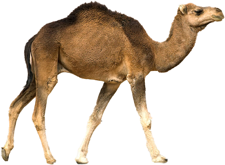 Desert Animal In Rajasthan, HD Png Download PNG with transparent background