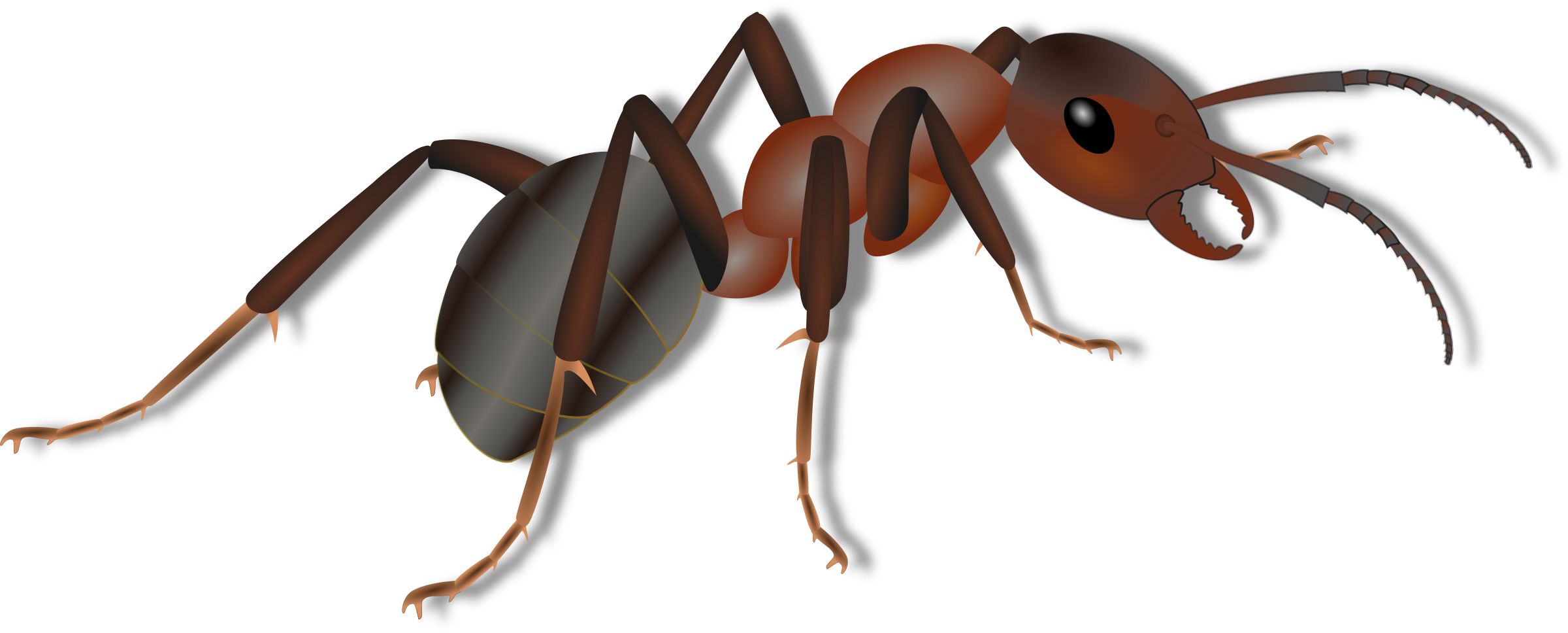 Detailed Ant Illustration