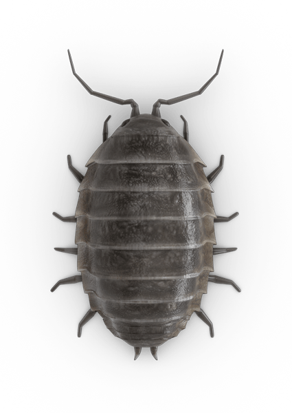 Detailed Armadillidium Vulgare Illustration