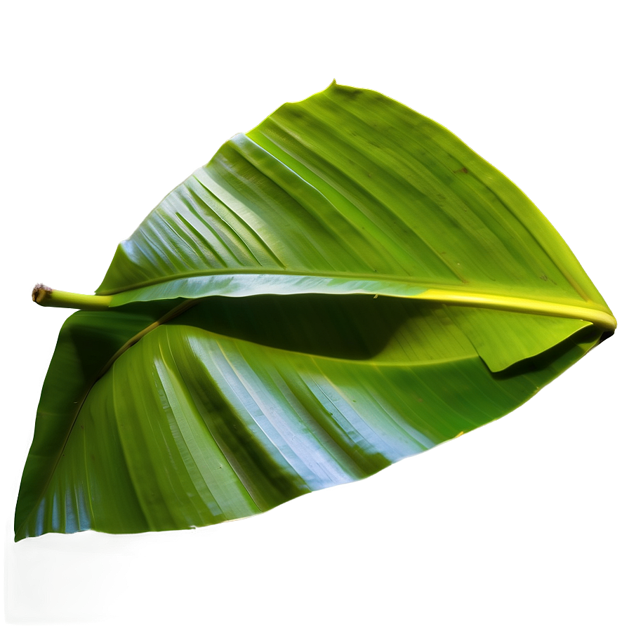 Detailed Banana Leaf Png 06232024