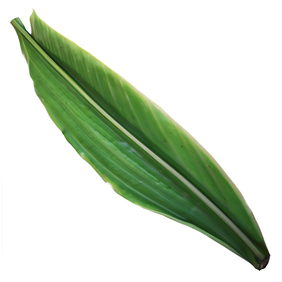 Detailed Banana Leaf Png Bla