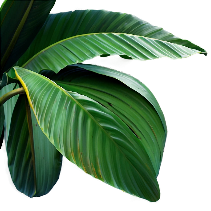 Detailed Banana Leaf Png Mga