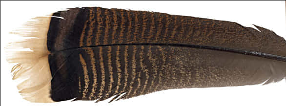 Feather Craft Feather Craft Large Wild Turkey Tail - Turkey Tail Feathers, HD Png Download PNG with transparent background
