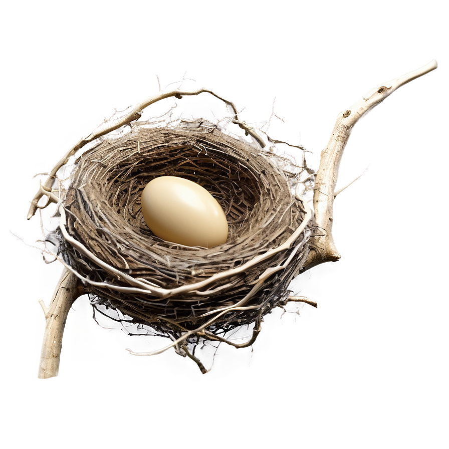 Detailed Bird Nest PNG 83 PNG image with a transparent background, free high-resolution download