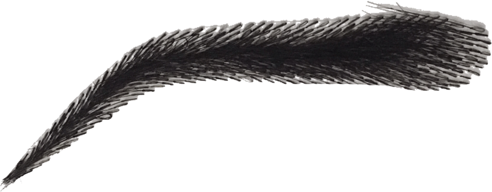 Detailed Black Eyebrow Illustration PNG with transparent background