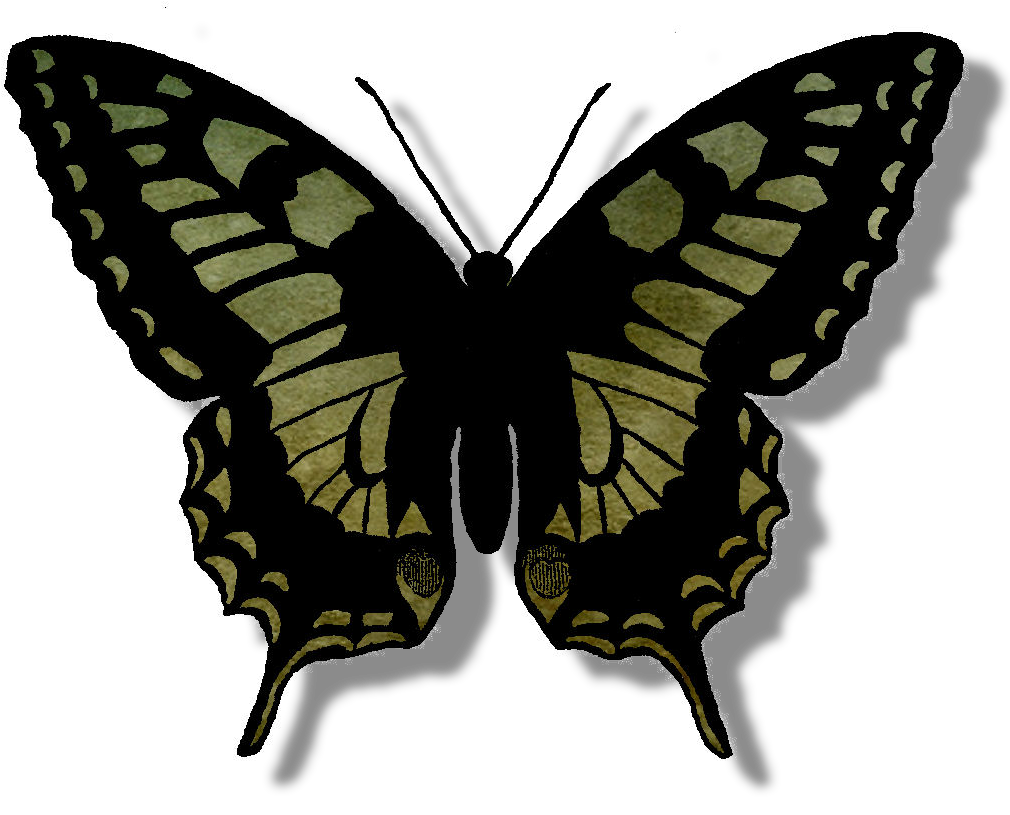 Transparent Butterfly Silhouette Png - Butterfly Outline Png, Png Download PNG with transparent background