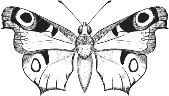 Butterfly Outline Pattern, HD Png Download PNG with transparent background