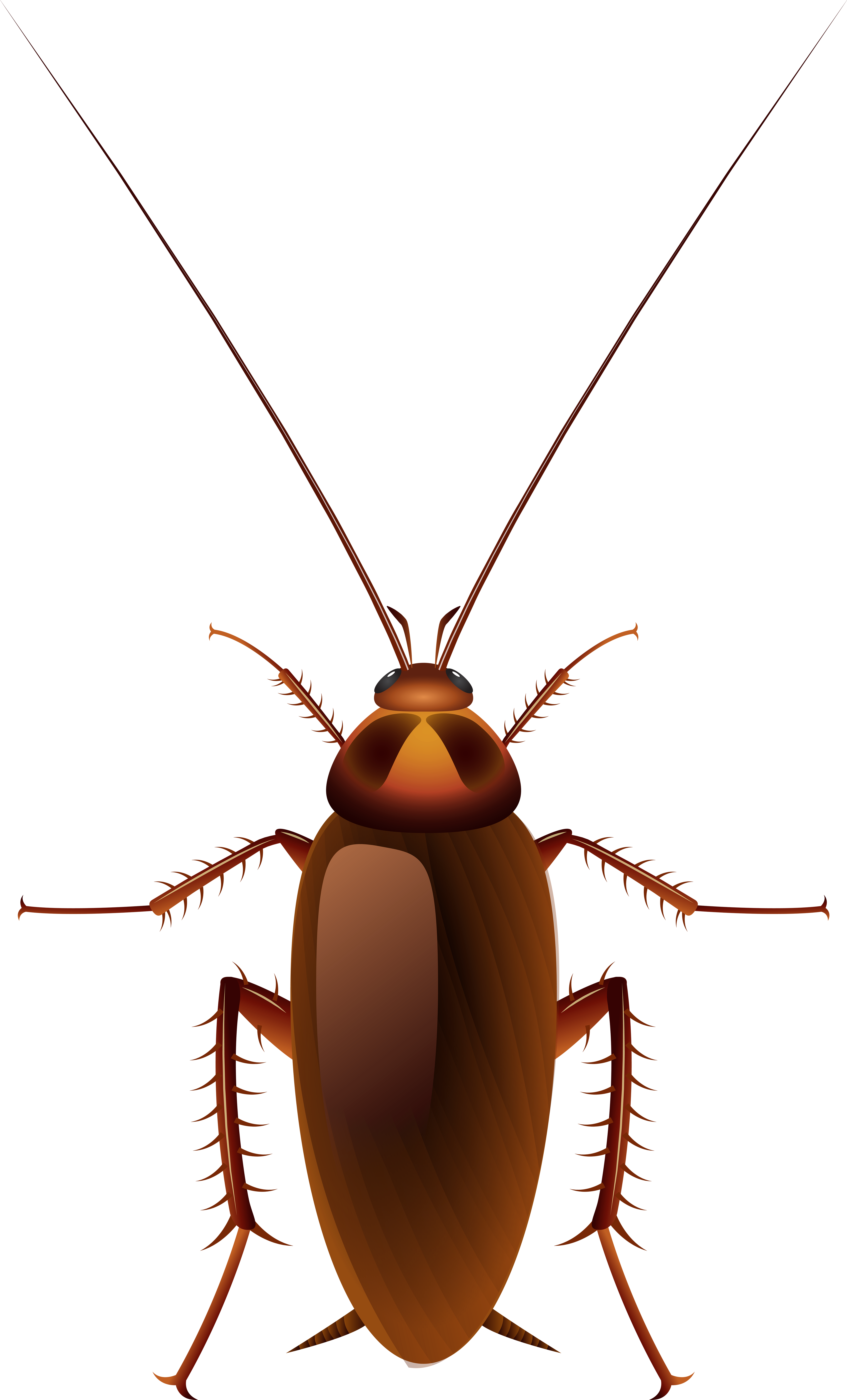 Detailed Cockroach Illustration PNG image with a transparent background, free high-resolution download