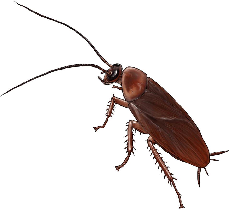 Detailed Cockroach Illustration