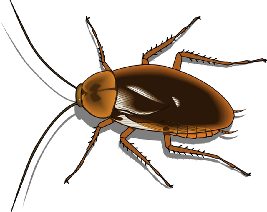 Detailed Cockroach Illustration.png PNG image with a transparent background, free high-resolution download