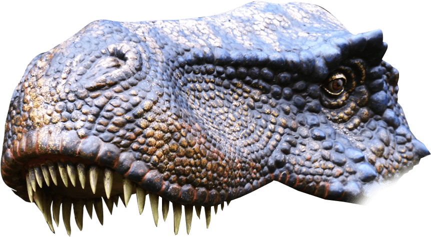 Detailed Crocodile Head Profile