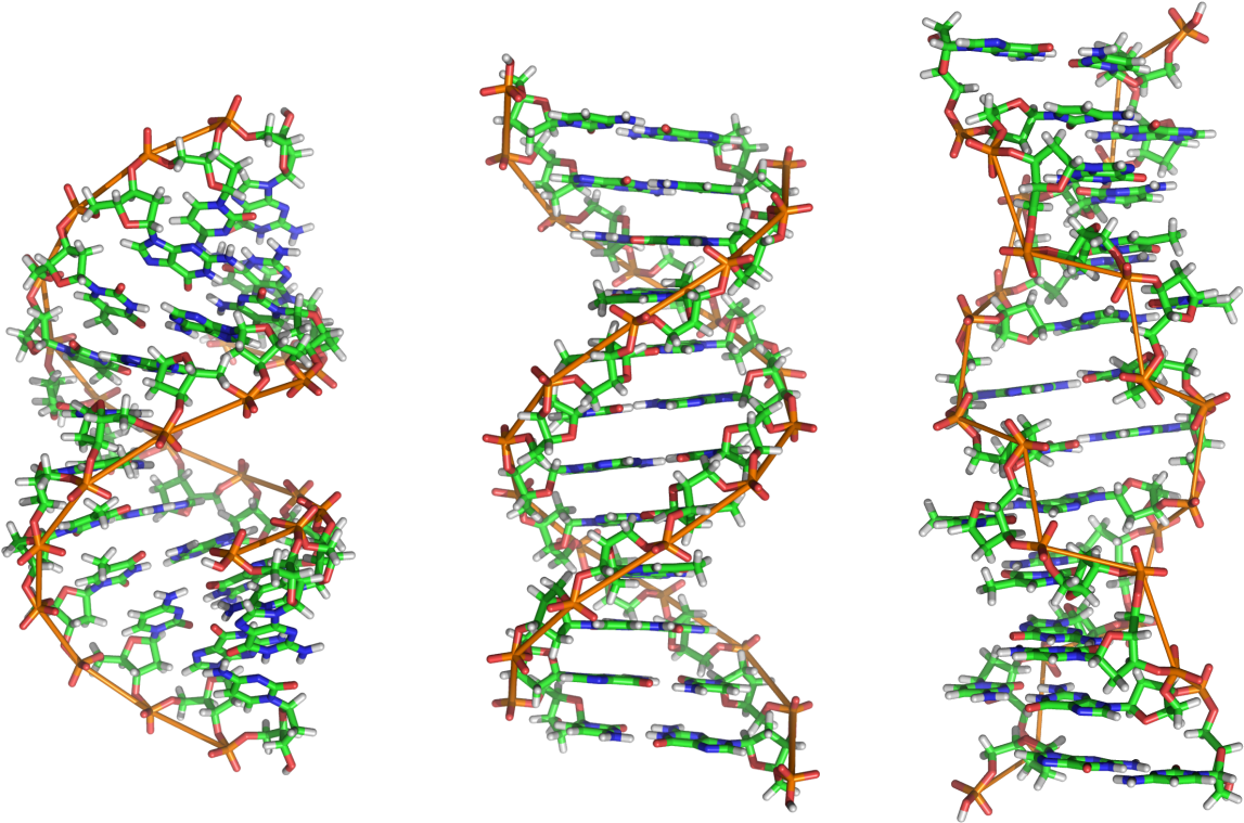 Detailed D N A Double Helix Structure PNG with transparent background