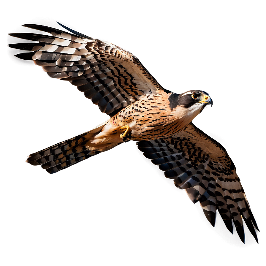 Detailed Falcon In Flight Png 06122024