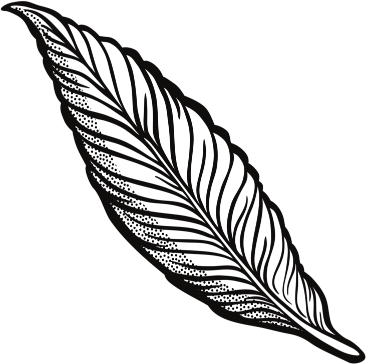 Detailed Feather Illustration