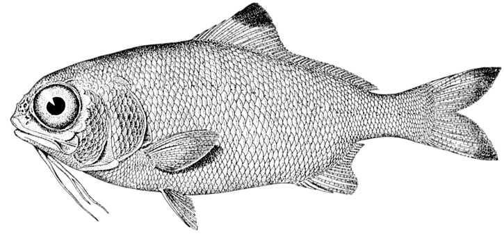 Detailed Fish Illustration Black Background PNG with transparent background