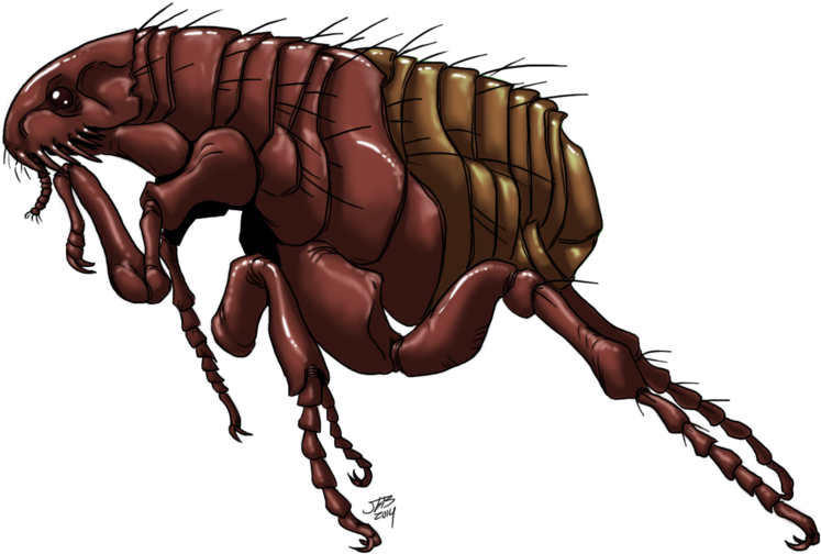 Detailed Flea Illustration