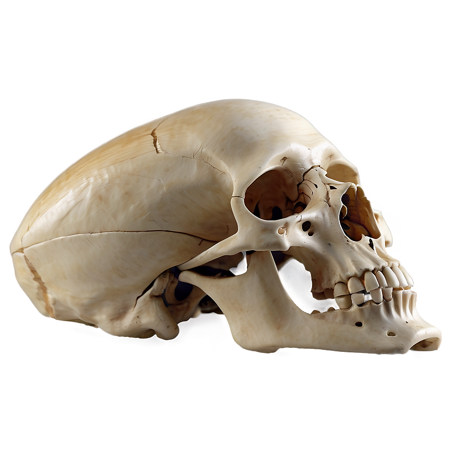 Detailed Human Skeleton Png Pyo