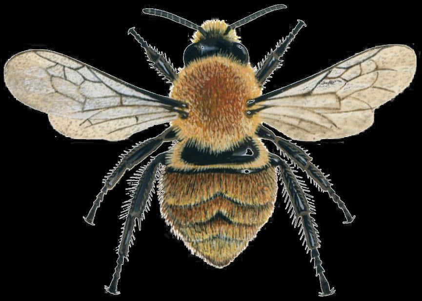 Detailed_ Illustration_of_ Bee