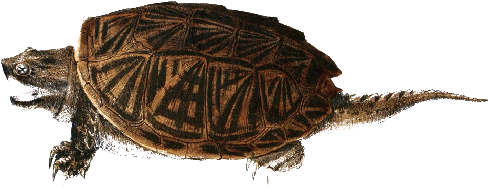 Detailed Illustrationof Turtle PNG with transparent background