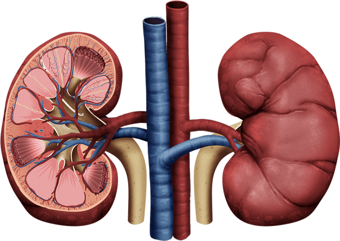 Detailed Kidney Anatomy Illustration