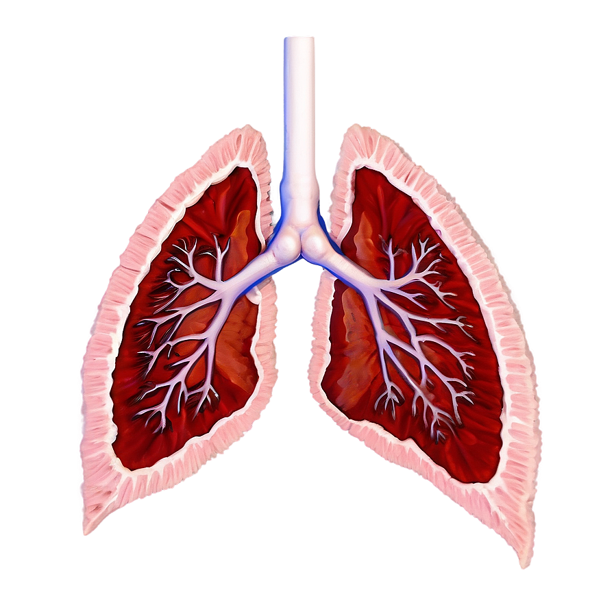 Detailed Lung Cross Section Png Dex