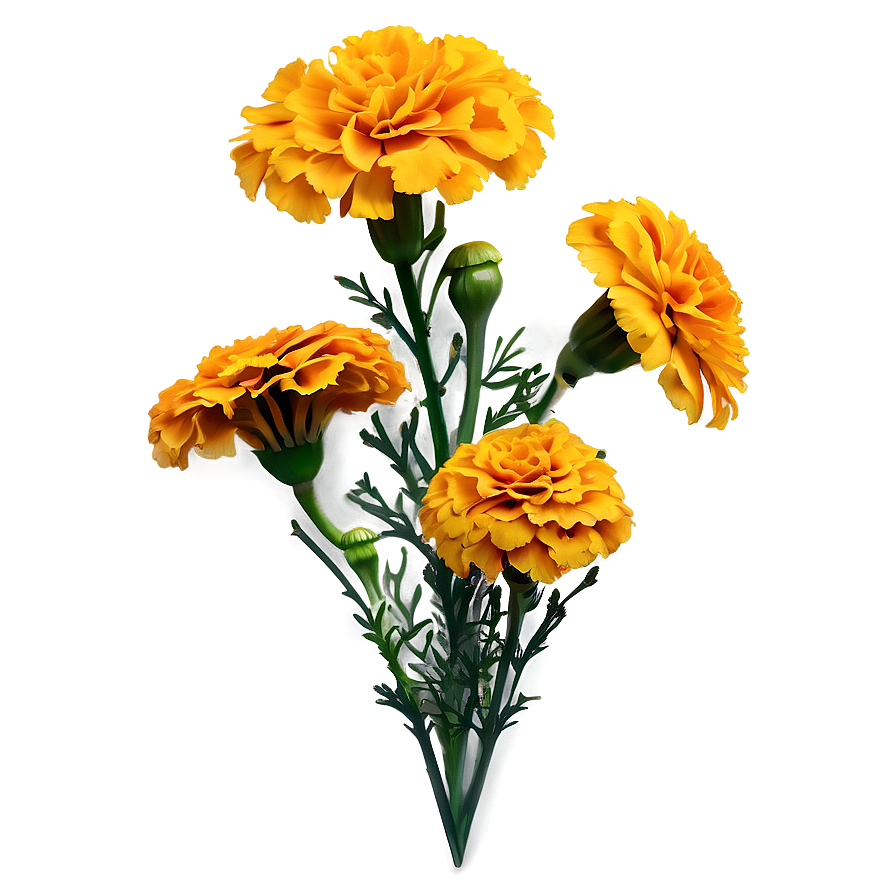 Detailed Marigolds Sketch Png 06132024