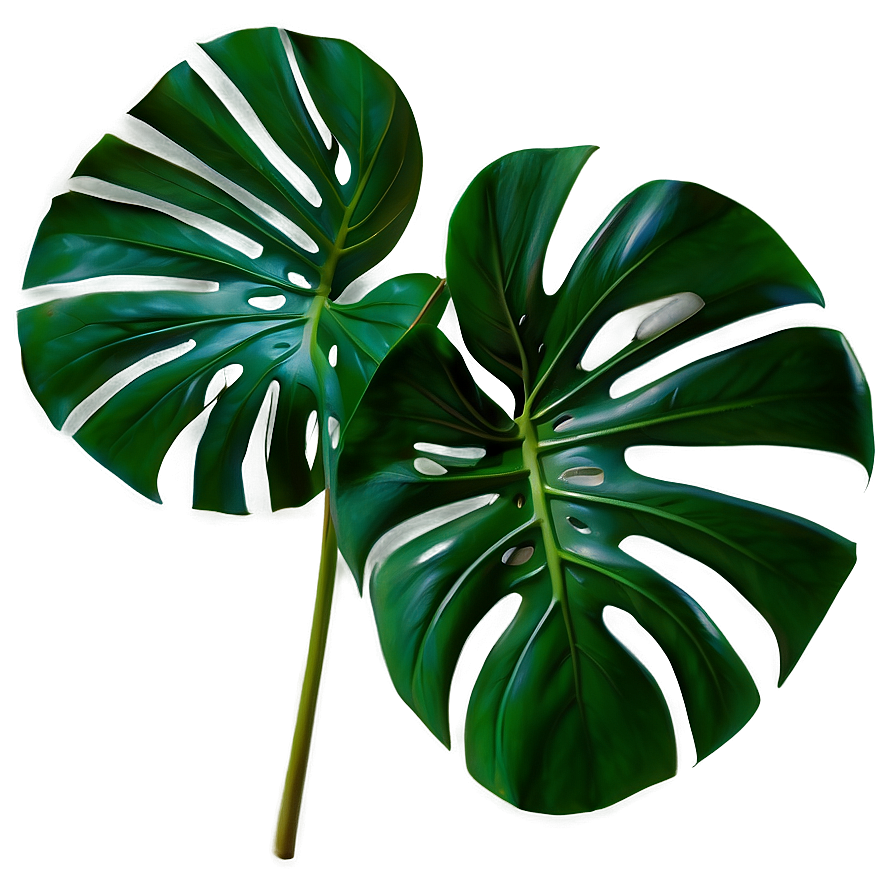 Detailed Monstera Leaf Png 46