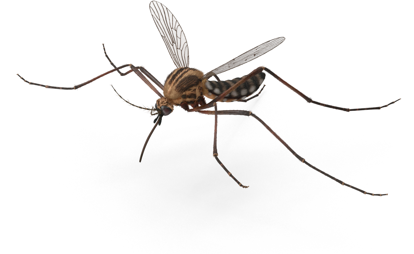 Mosquito Product Msds - Mosquito Fly Png, Transparent Png PNG with transparent background